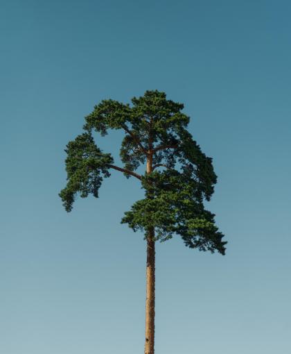 一棵树
